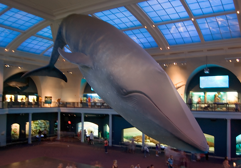 NYC Museum
